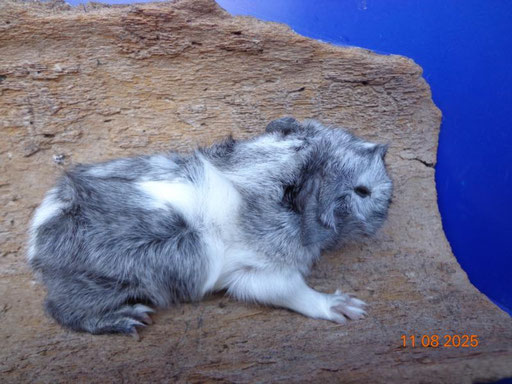 Strubeli, kastriert.