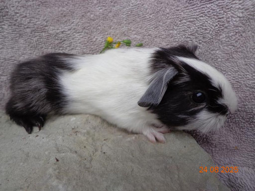 Glatthaar, kastriert