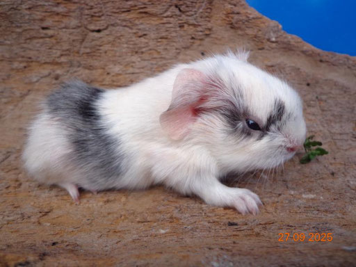 Glatthaar, ab Ende Oktober