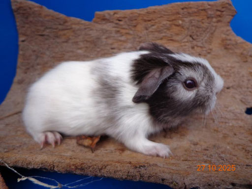 Glatthaar, ab Ende Nov.