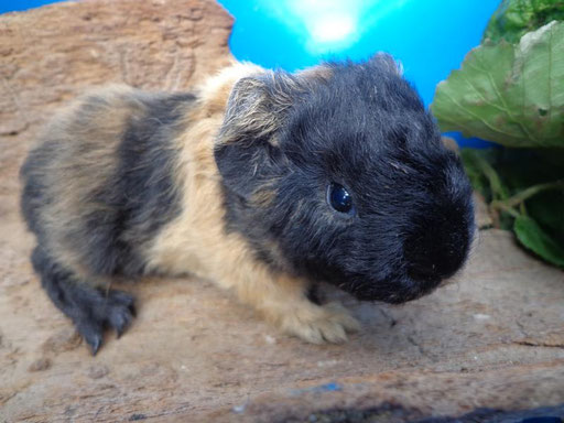 Teddy, ab ca. 20.6.