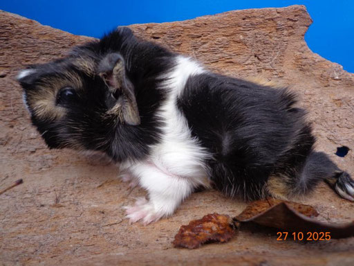 Strubeli, ab Ende Nov.