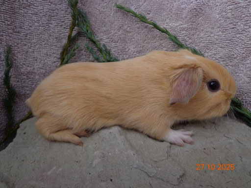 Glatthaar, kastriert