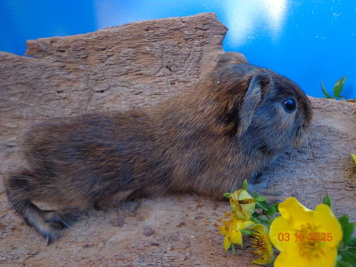 Glatthaar, ab Ende Okt.