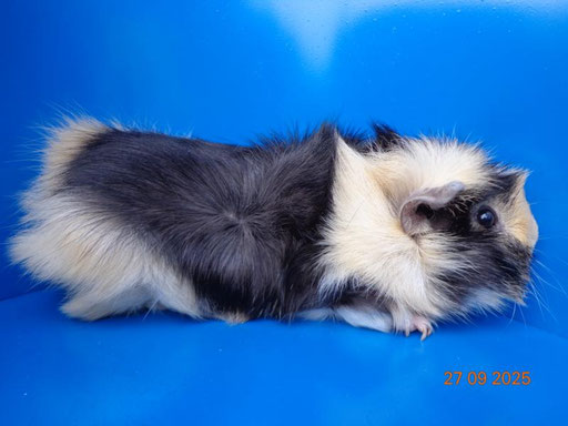 Strubeli, Spätkastrat, geb.2024