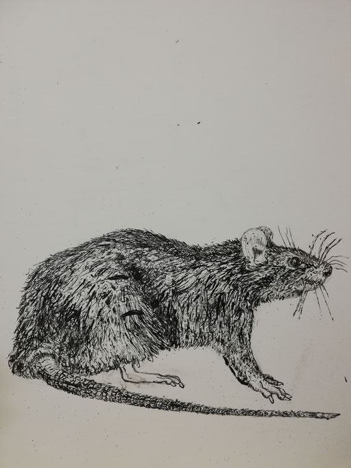 Rat study, Indian ink, 2020