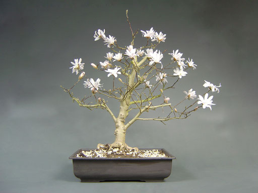 Stern-Magnolie, Magnolie stellata Rohling mit Blüten