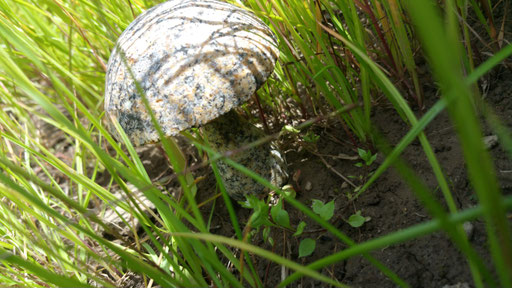 champignon granit