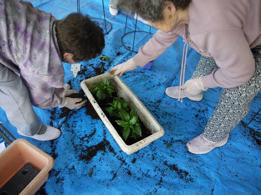 花植え