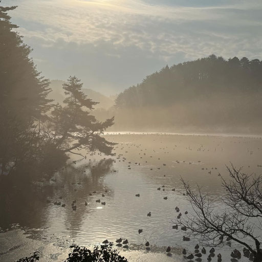 【Illusion】Japanese Swan-Lake "MASUGATA"