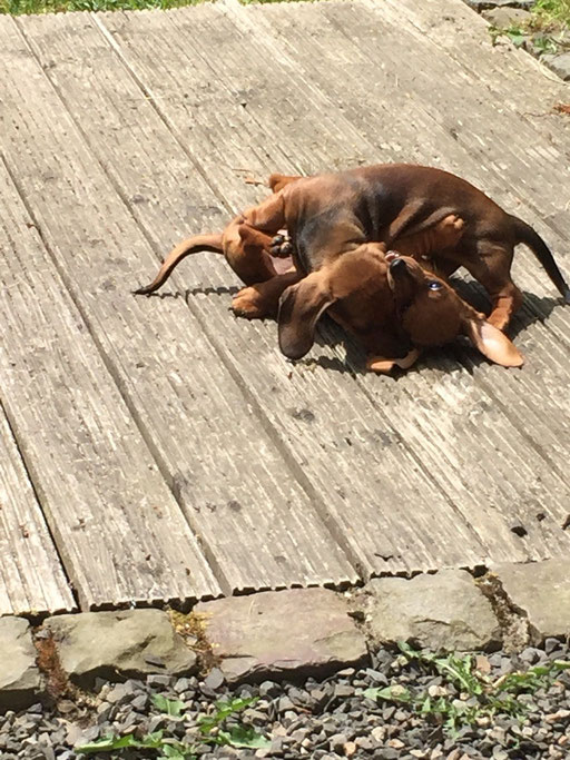 kleine Kämpfchen Amando und Adele