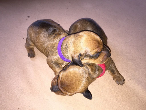 Adelyta lila und Adele rot