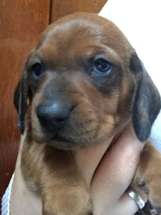 Arnold