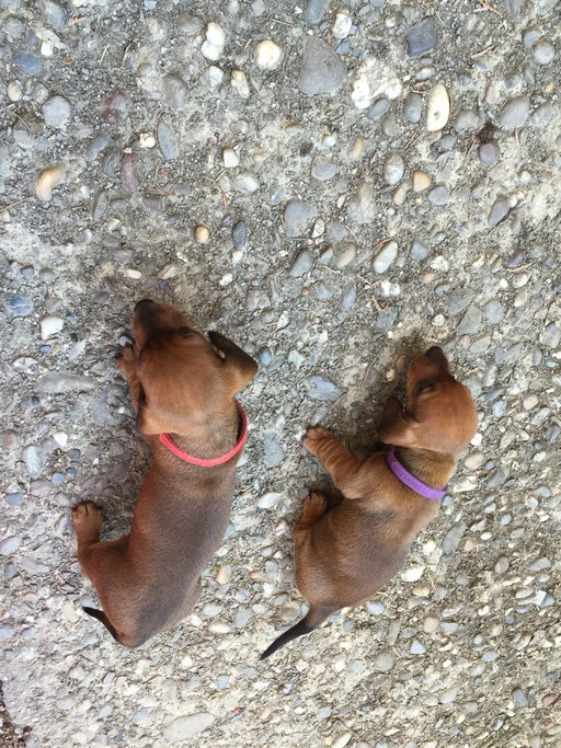 Adele und Adelyta auf Erkundungstour