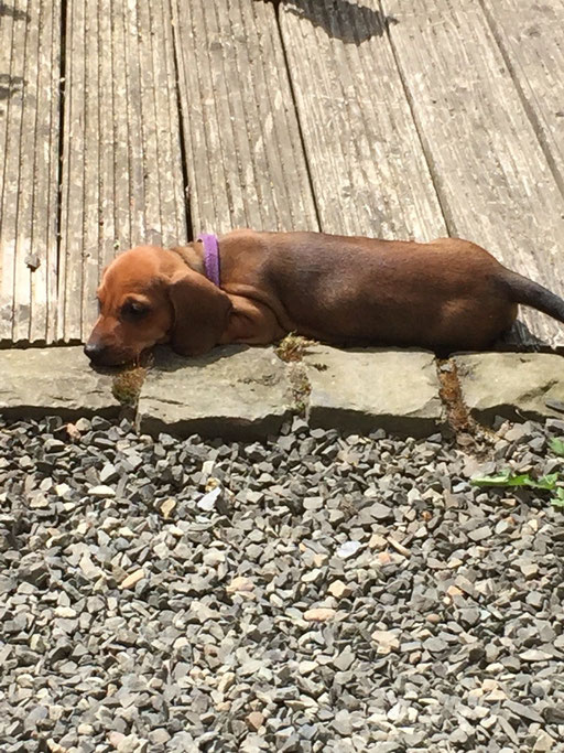 Unsere kleine Adelyta sucht noch ein liebevolles Zuhause