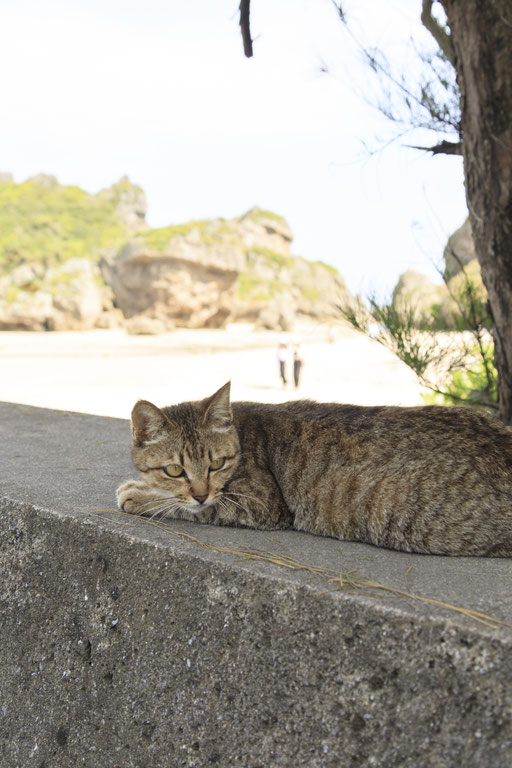 2530浜比嘉島