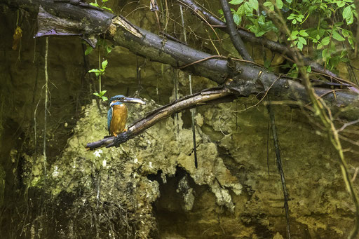 Der Eisvogel im Biospärenreservat Spreewald  © martinsieringphotography