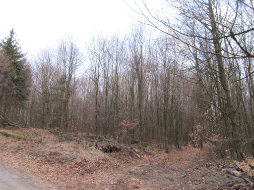 Exempel Stangenholz