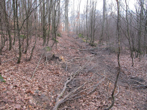 Rückegasse