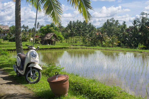 Les rizières entre Ubud et Tegalalang