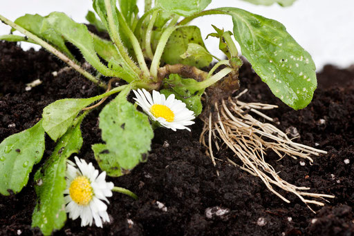 Herbier vivant, Pâquerette des prés, Bellis perennis, © Annick Maroussy