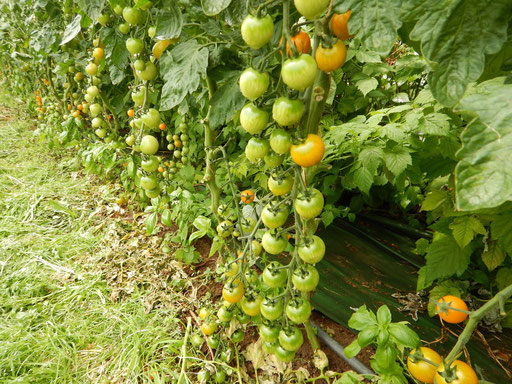 Culture de tomates cerises sous serre 