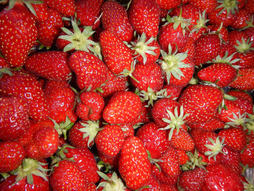Récolte de Mara des bois, notre variété de fraise bio