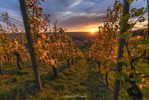 Weinberge Schloss Wackerbarth