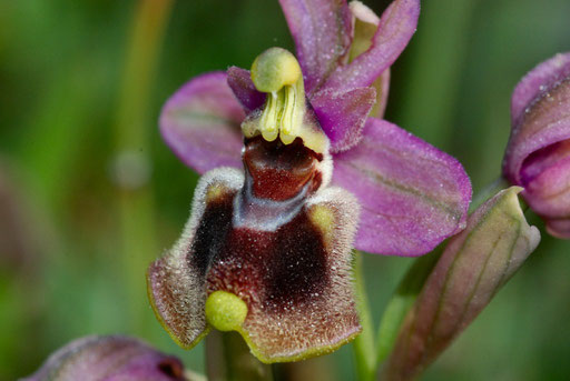 Ophrys tenthredinifera St Paul de Fenouillet (66) Le 21/04/2010