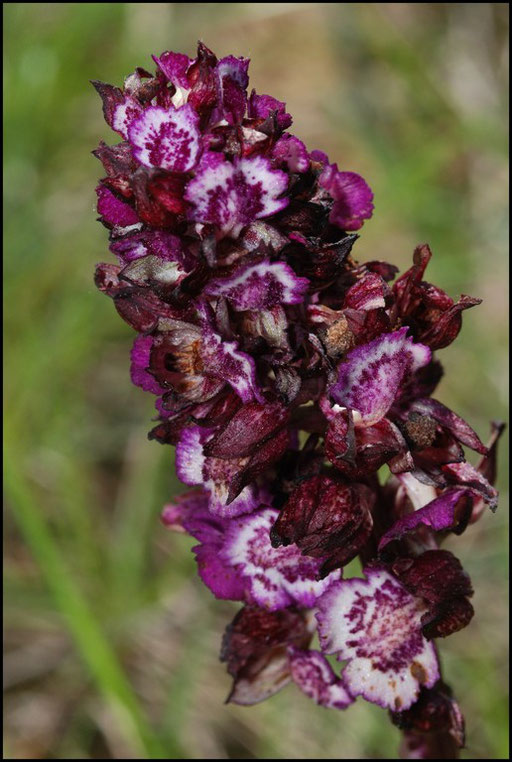 Orchis purpurea Bugarach (11) Le : 19-05-2009