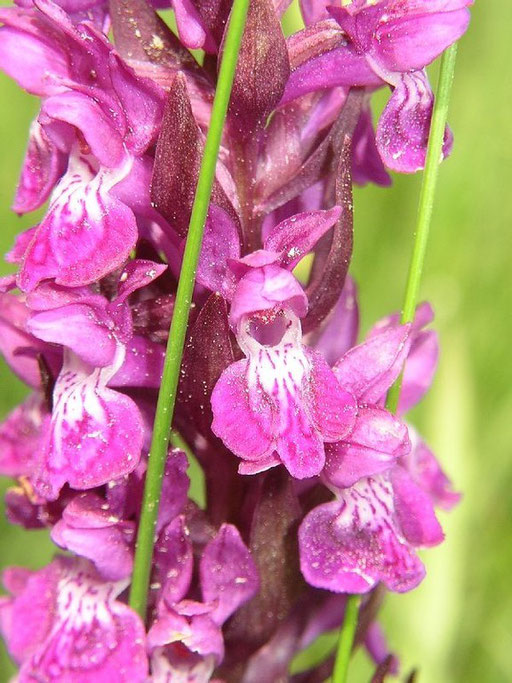 Dactylorhiza majalis Barres des Cévennes (48)  le : 04-06-2004