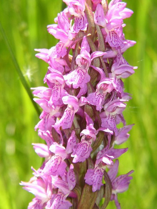 Dactylorhiza incarnata les Sieges (34) le : 27-05-2005