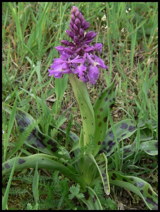 Orchis mascula Roullours (14) Le : 26-04-2006