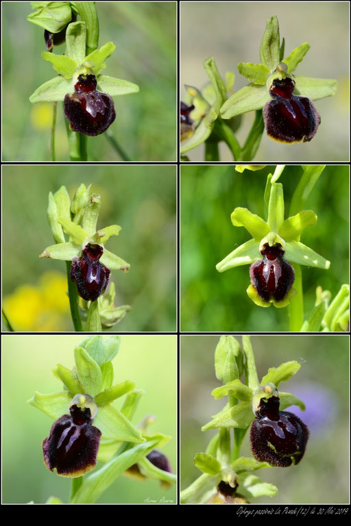 Ophrys passionis "du Causse" La Pezade (12) le 30 Mai 2019