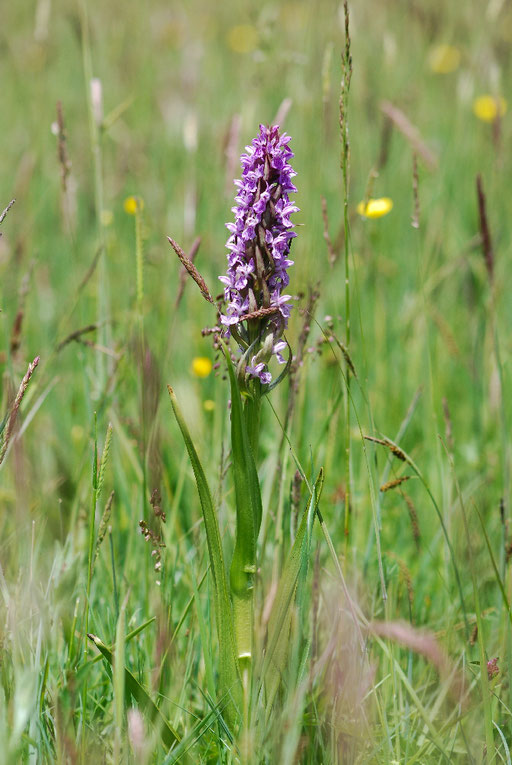 Dactylorhiza incarnata La Pezade (12)  le 24 Mai 2015