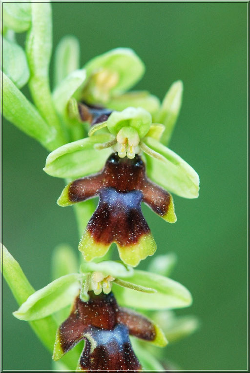 Ophrys aymoninii Couvertoirade (12) le 24 Mai 2015