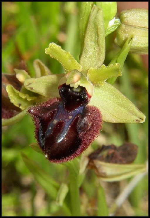 Ophrys incubacea Marseillan (34) Le : 28-04-2005