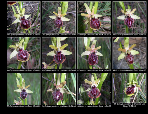 Ophrys passionis Les Baux (13) le 10 Avril 2005