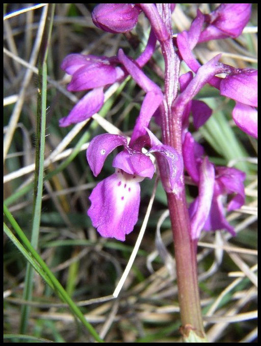 Orchis mascula Ceilhes-Rocozels (34) Le : 27-04-2005