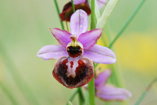 Ophrys aveyronensis Frayssinède (12) Le 24 Mai 2015
