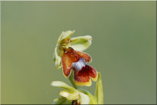 Ophrys aymoninii Couvertoirade (12) le 24 Mai 2015