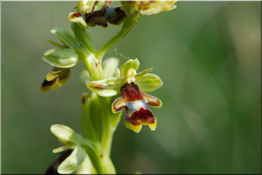 Ophrys aymoninii Couvertoirade (12) le 24 Mai 2015