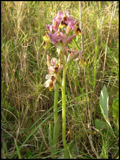 Ophrys tenthredinifera Port-Vendres (66) Le : 10-04-2004