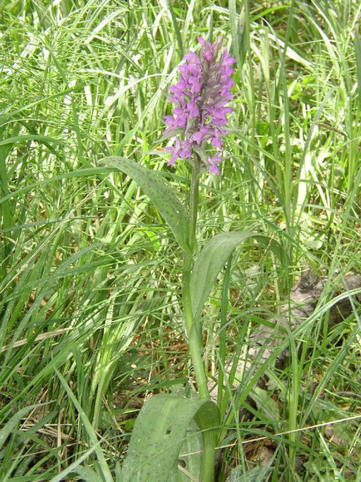 Dactylorhiza majalis Barres des Cévennes (48)  le : 04-06-2004