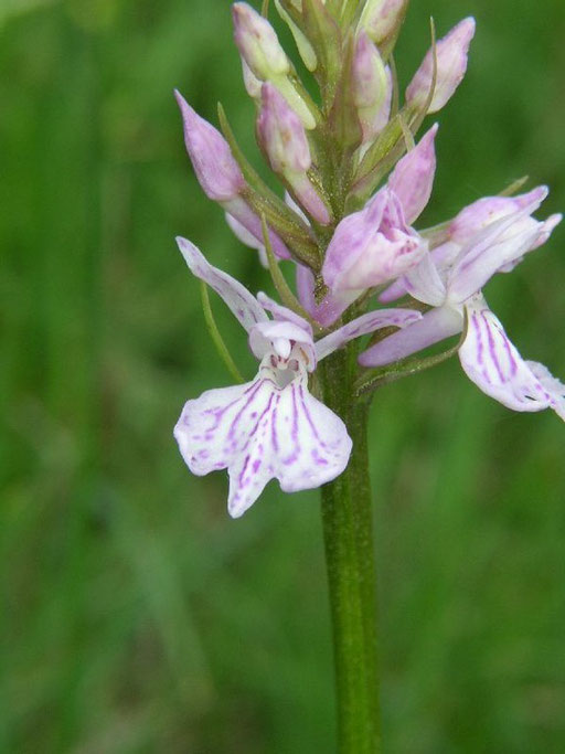 Dactylorhiza maculata Barres des Cévennes (48) le : 04-06-2005