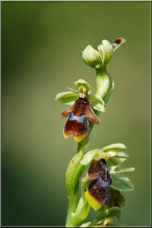 Ophrys aymoninii Couvertoirade (12) le 24 Mai 2015