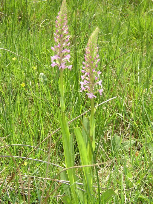 Gymnadenia conopsea  Barres des Cévennes (48) le : 04-06-2005