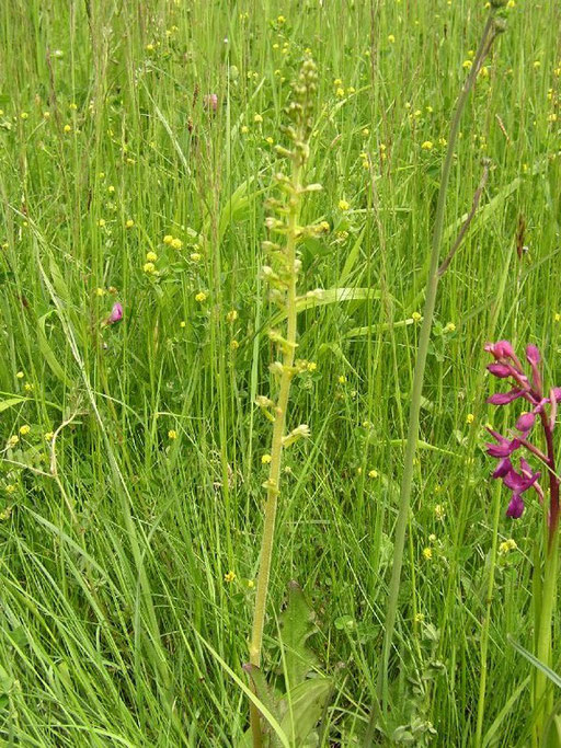 Listera ovata Pougnadoresse (30) le : 08-05-2004