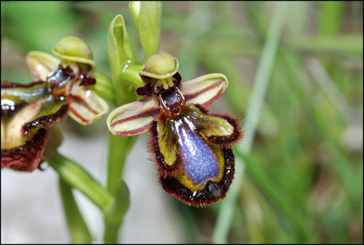 Ophrys ciliata Gigors (26) Le 12 Mai 2010