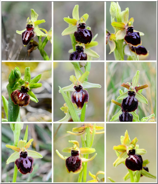 Ophrys passionis Sénas (13) Le 08 Avril 2019